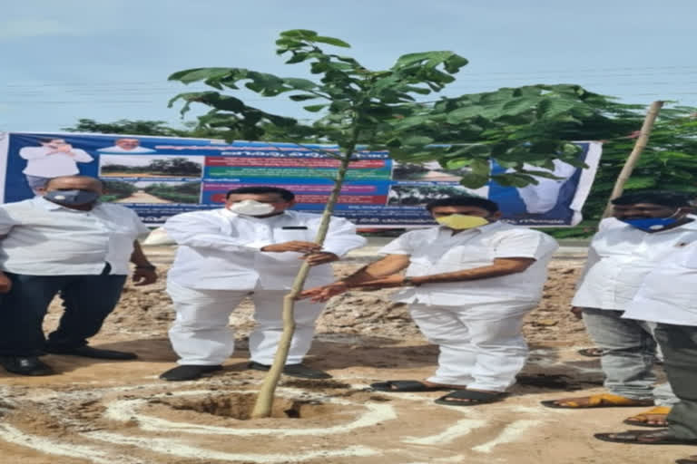 mla kondeti chitti babu planted plants