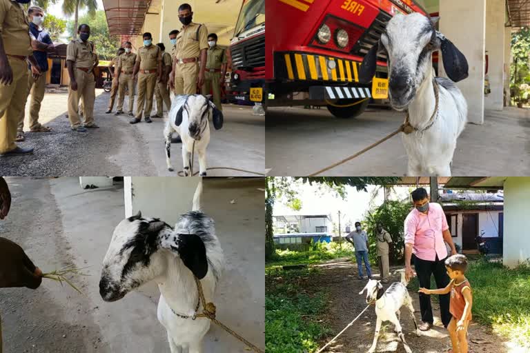 kollam fire station gave shelter baby lamb