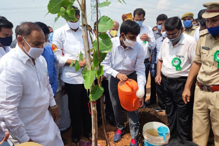 trees plantaion programme started in kadapa dst by mp and collector