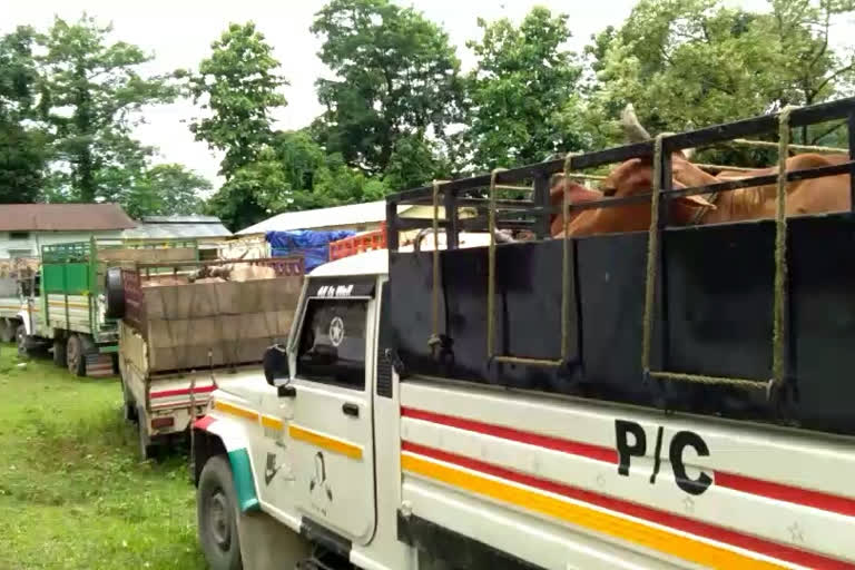 Illegal Cattle Smuggling gang arrested at kaliabor