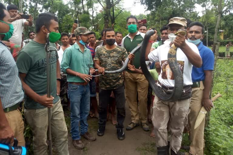 12 feet King cobra rescued from jalpaiguri tea garden