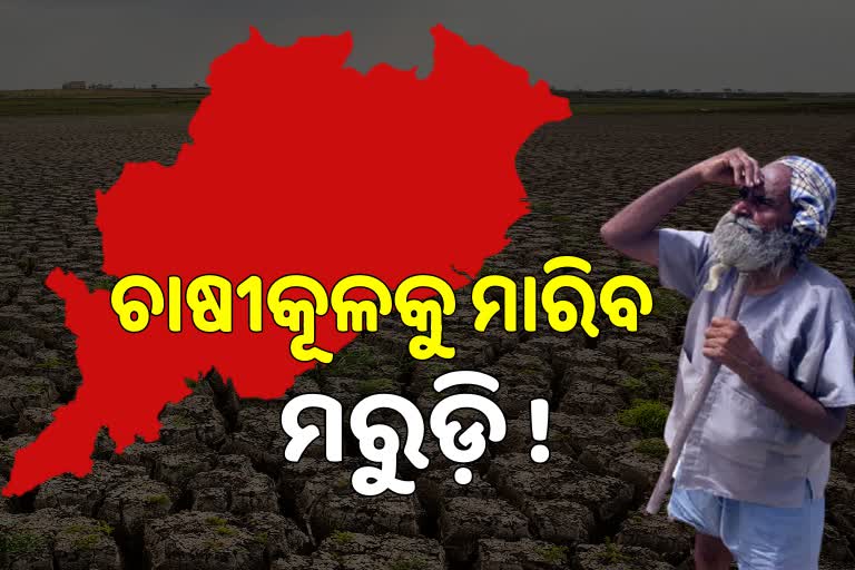 ୧୨ ଜିଲ୍ଲାରେ ସ୍ବଳ୍ପ ବୃଷ୍ଟି, ରାଜ୍ୟରେ ମରୁଡ଼ି ଆଶଙ୍କା