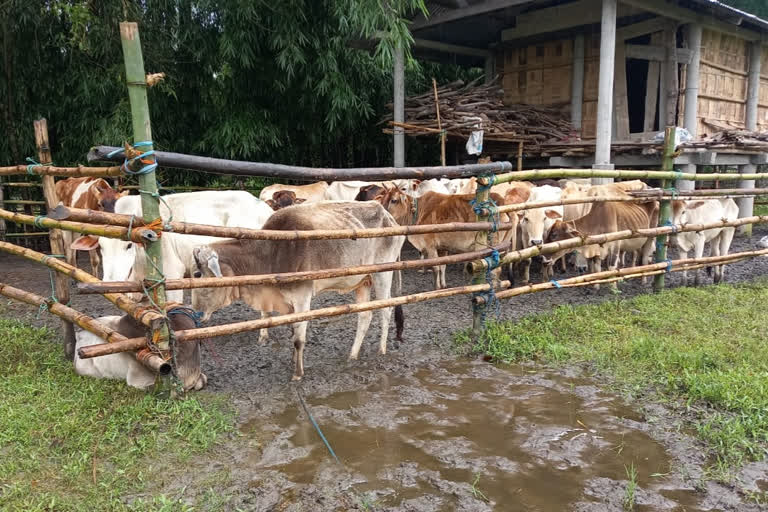 ভূৱন পেগু পতিক্ৰিয়া