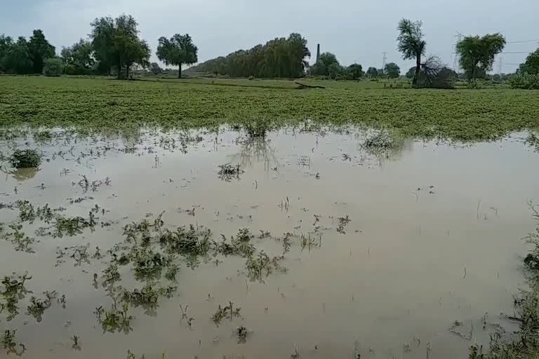 heavy rain make farmers happy in bhiwani