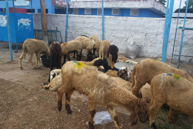 Hyderabad goat market empty due to Corona