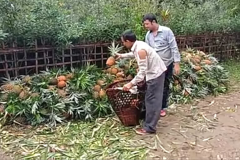 লখিমপুৰৰ আনাৰস খেতিয়কলৈ নামিছে বিপৰ্যয়