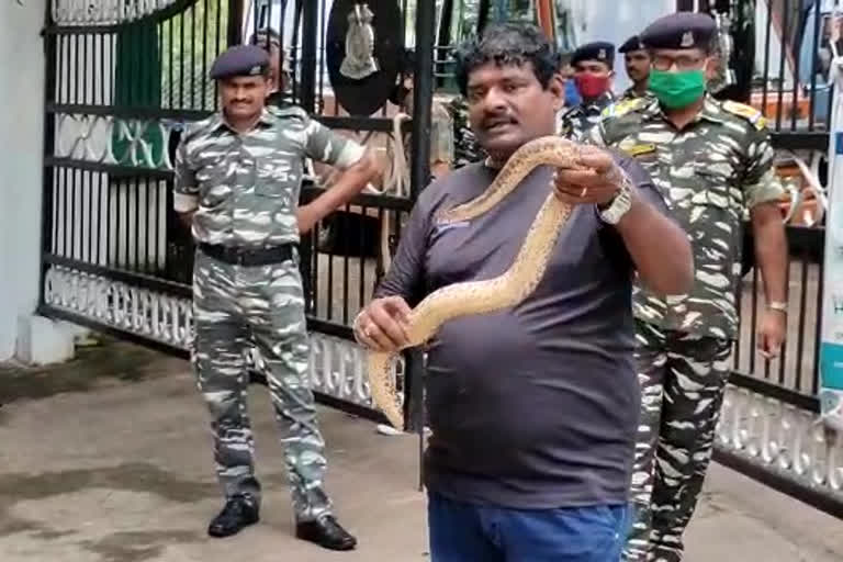 Snake  in CRPF 198 Battalion compound at vishakapatnam