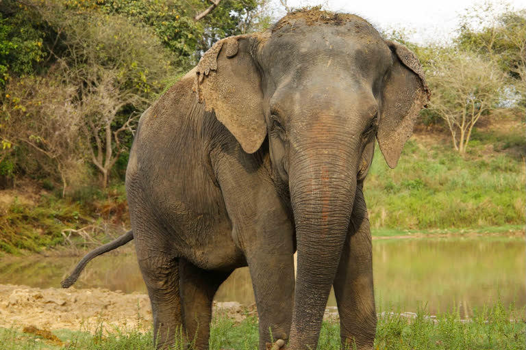 Tamil Nadu will be sending back a captive elephant long kept at a temple back to its home state Assam