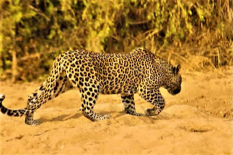 Once again the leopard was agitated at jalpalli forest area