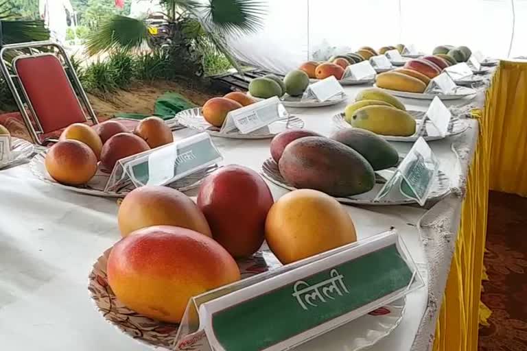 5 day fruit fair held in ladwa vidhan sabha Kurukshetra