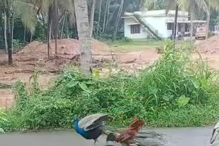 Peacock Chicken  Fight