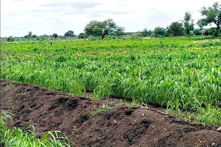 ಕೃಷಿ ಬದು ನಿರ್ಮಾಣದಿಂದ ಖುಷಿ ಹೆಚ್ಚಿಸಿಕೊಂಡ ರೈತರು