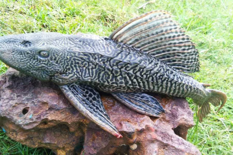rare fish found in sakhinetipalli