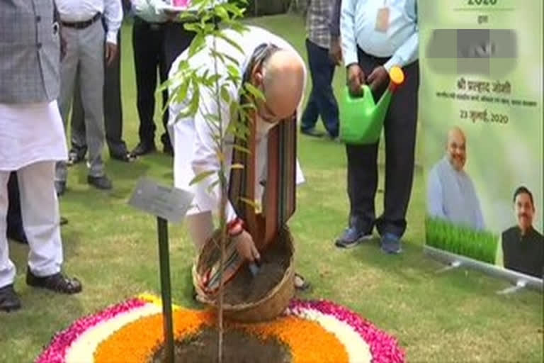 Amit Shah launches 'Tree Plantation Drive-2020'