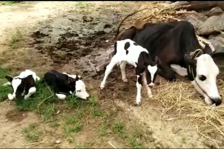 A cow who gave birth to three calves