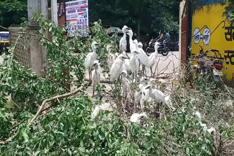 Siberian birds homeless due to tree cutting