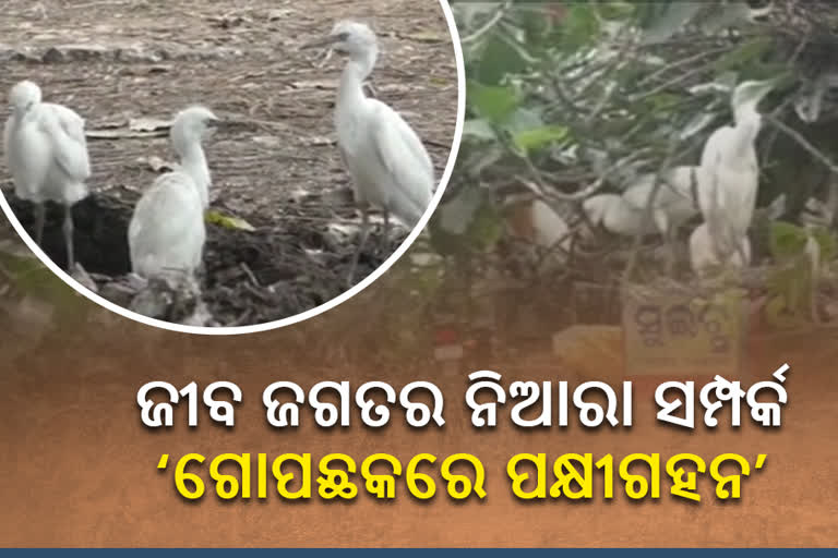 group of crane, kendrapara latest news, gopachowk in kendrapara, group of cranes in gopachowk, illusion of bhitarkanika in gopa chowk, ବଗଗହନ, କେନ୍ଦ୍ରାପଡା ଲାଟେଷ୍ଟ ନ୍ୟୁଜ୍‌, କେନ୍ଦ୍ରାପଡା ଗୋପଛକ, ଗୋପଛକରେ ବଗଗହନ, ଭିତରକନିକାର ଭ୍ରମ