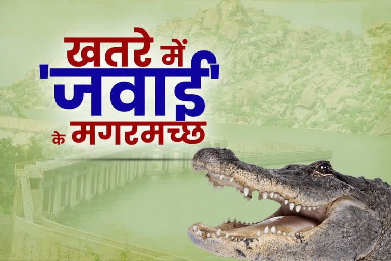 सवाई बांध में दम तोड़ रहे मगरमच्छ, Crocodiles are continuously dying in Sawai Dam