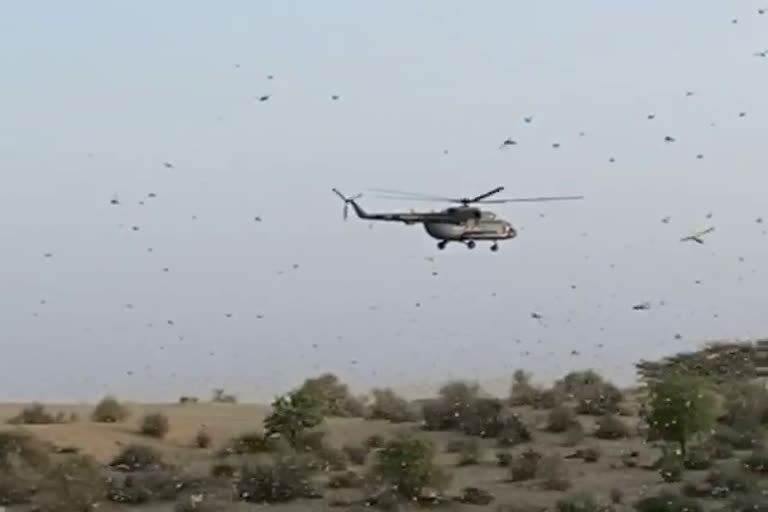 Locust attack in Barmer,  Locust control , Locust sprayed by helicopter , Insecticide spraying by helicopter,  Air strikes on locusts