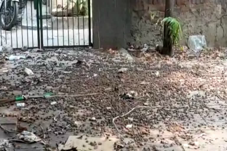 garbage stored in raja garden park due to MCD Negligence