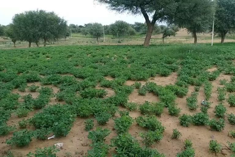 Good rain occurred in Mandawa, बारिश से किसानों के चेहरे पर दिखी खुशी