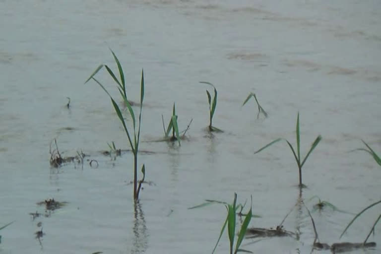 Hundreds of bighas of agricultural land turned into rivers at Jonai