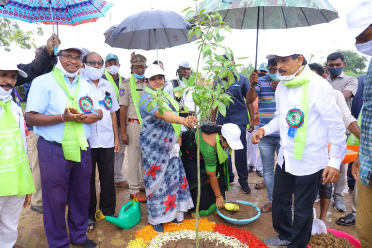 ఆరేళ్లుగా హరితహారం విజయవంతమవుతోంది: కలెక్టర్‌