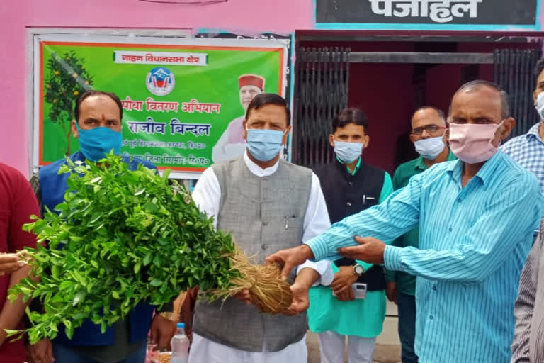 bindal distributed Lemon plants