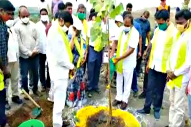 minister koppula eshwar planted saplings at vana mahotsavam in singareni