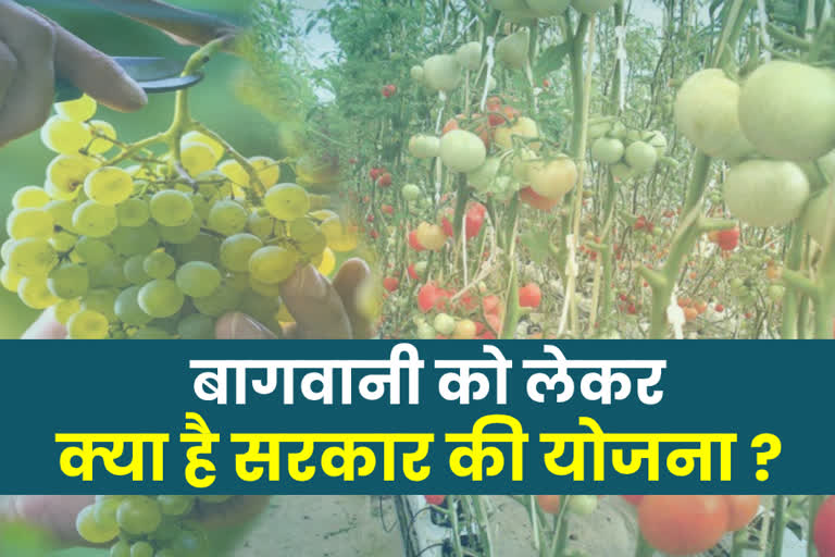 horticulture plan haryana govt