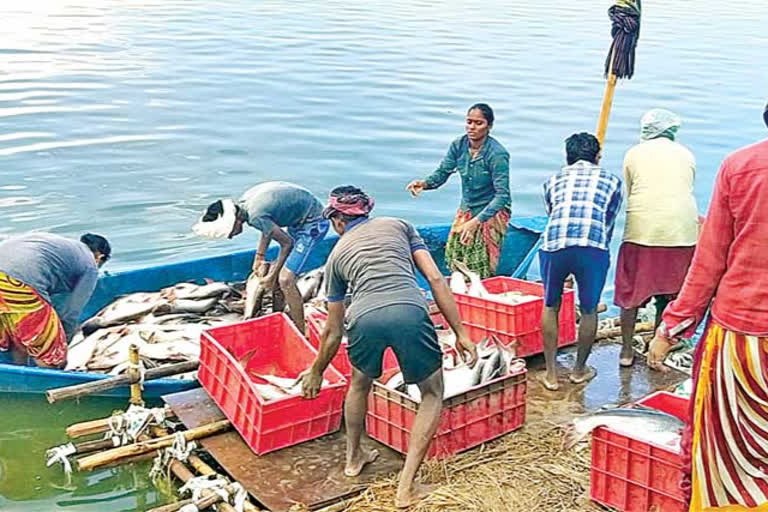 fish-farmers-problems-at-ap