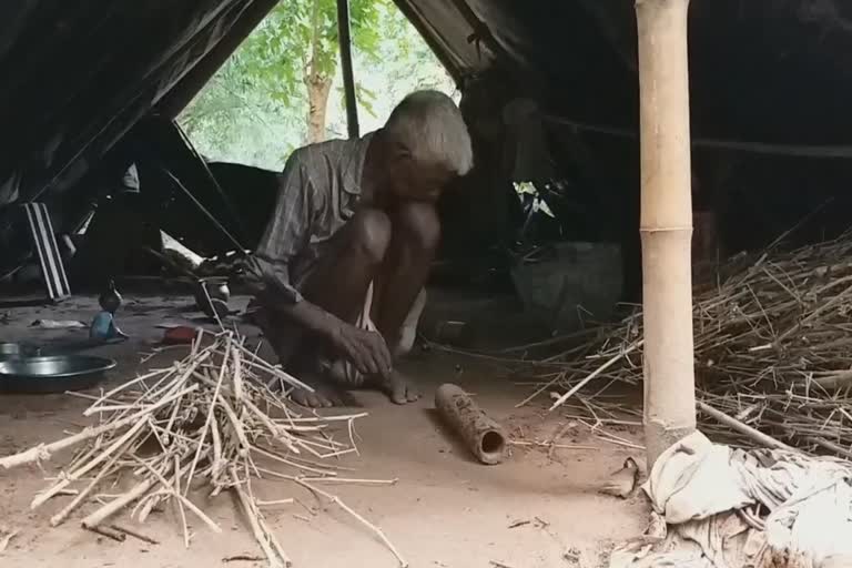 elderly couple staying inside polythene since many years in mayurbhanj