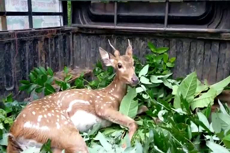 rescue-of-injured-deer-