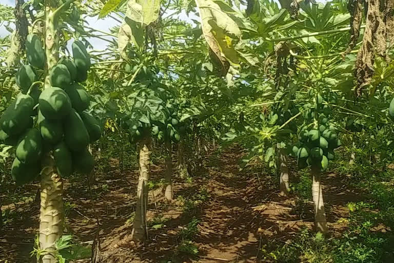 ಪಪ್ಪಾಯ ಬೆಳೆದು ಪರದಾಡುತ್ತಿರುವ ರೈತ