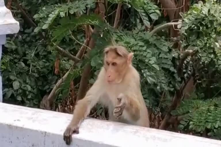 ஆழியார் பகுதியில் காயம்பட்ட குரங்கு  ஆழியார்  aliyar dam  aliyar monkey  கோவை மாவட்டச் செய்திகள்  Coimbatore district news