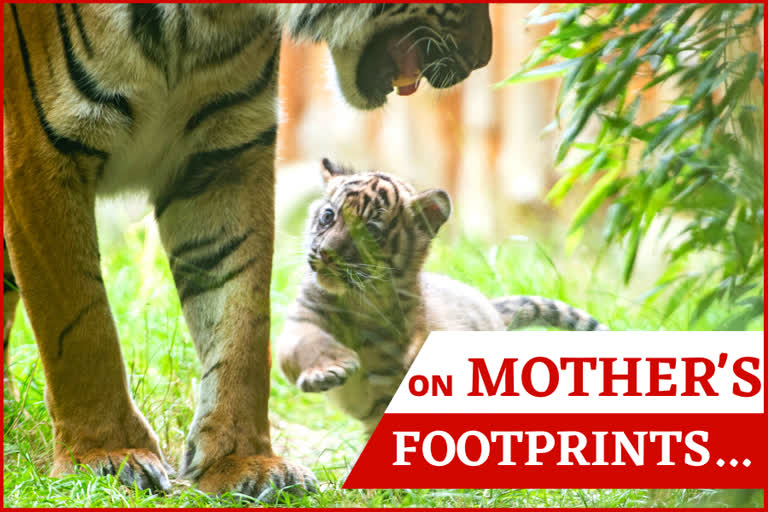 A little Sumatran tiger is pictured with its mother at the zoo in Wroclaw, Poland.