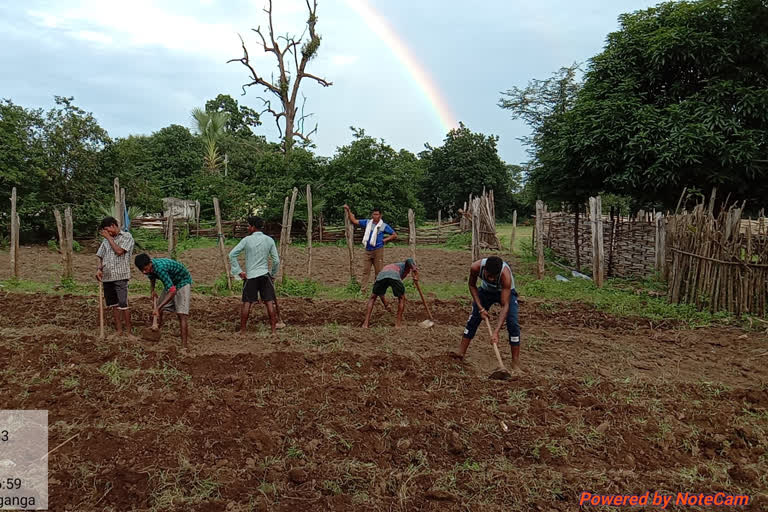 Paddy and maize farming c