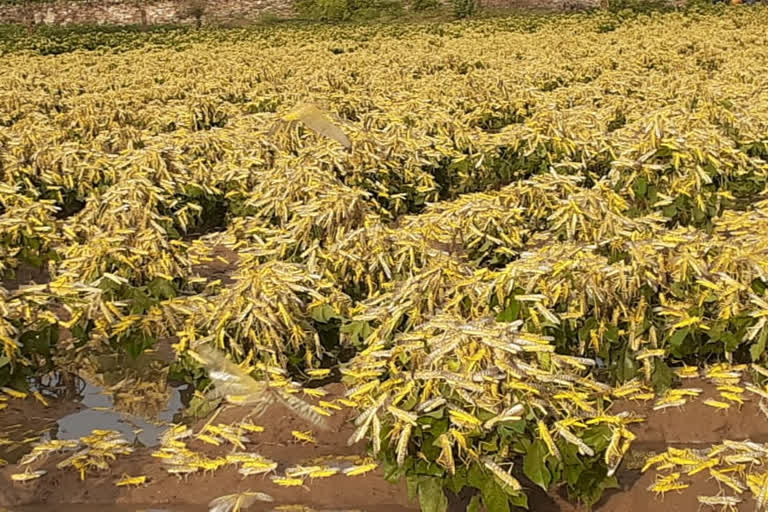 भोेपालगढ़ में टिड्डी अटैक, locust attack in bhopalgarh