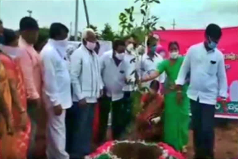 mla haripriya planted plants at ilandhu, badradri kothagudem district