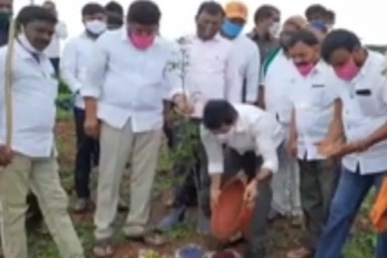 Mlc Pochampally srinivas reddy plantation work on ktr birth day