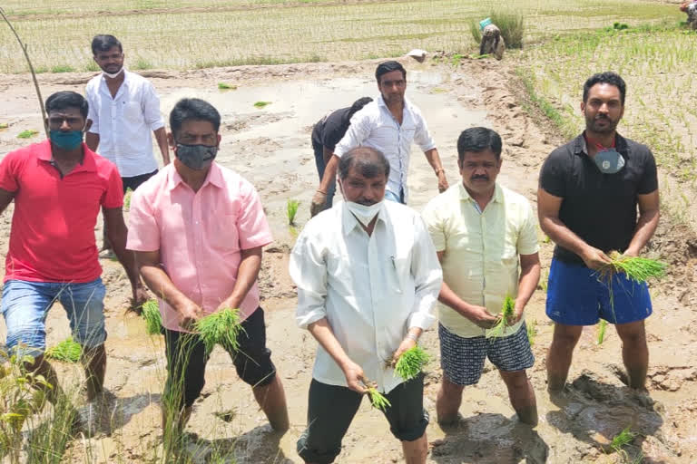 JDS activists planted chin in field