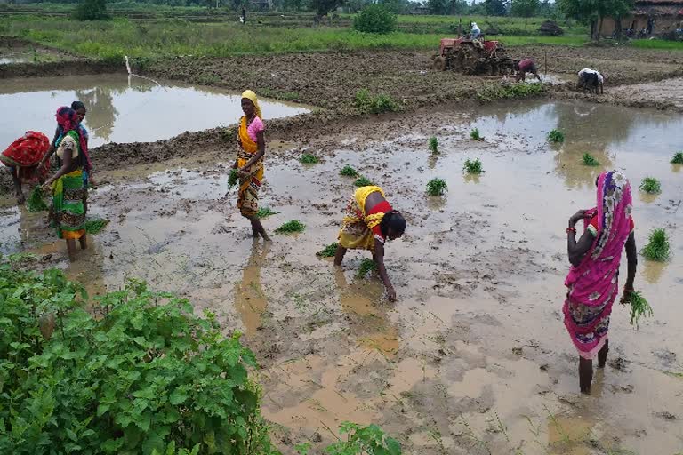 लातेहार में लाइन विधि से सिखाई जा रही है धान की रोपनी