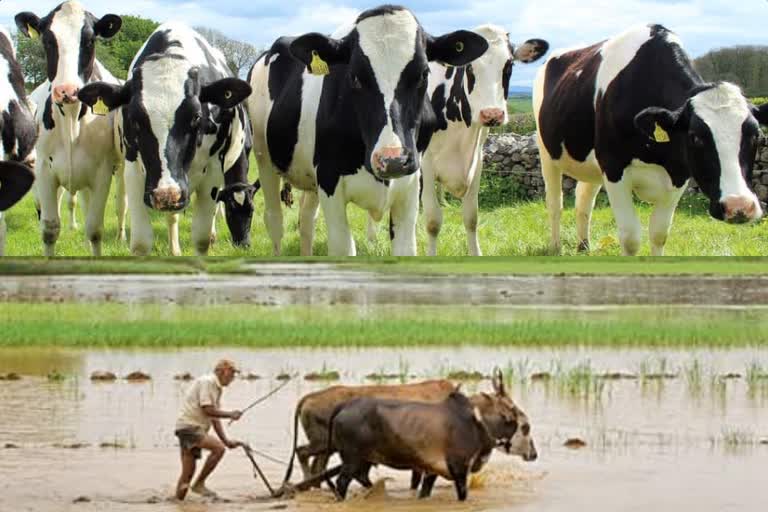 dairy farmers  തിരുവനന്തപുരം  കൊവിഡ്  thiruvananthapuram  എറണാകുളം  വയനാട്