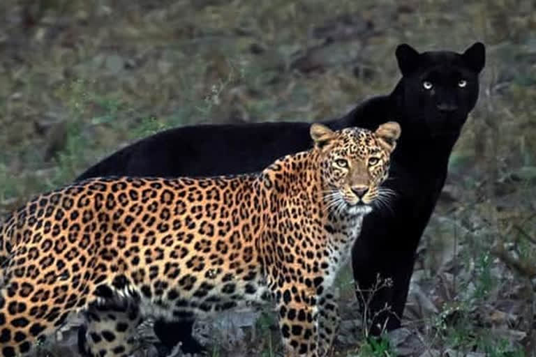 Black Panthers and Leopard Photo is viral