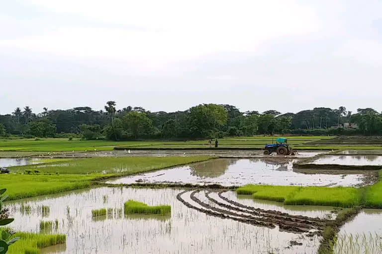 etv bharat effect in jagatsinghpur