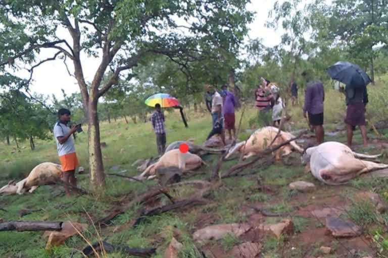 cows died in prakasam dst yerragondapalem due to thunderbolts