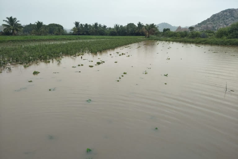 Crops are submerged in water