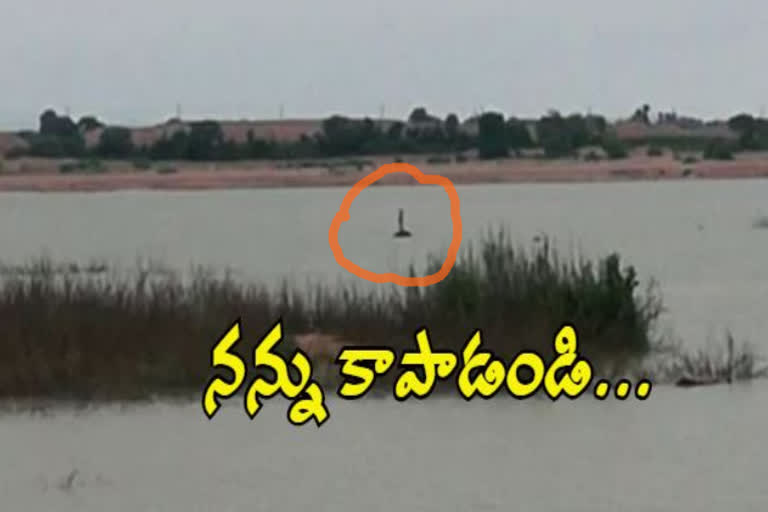 man trapped in godavari river