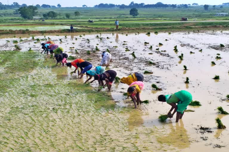 Farmers engaged in farming