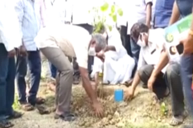 mla jaganmohan raoplat trees in nadigama